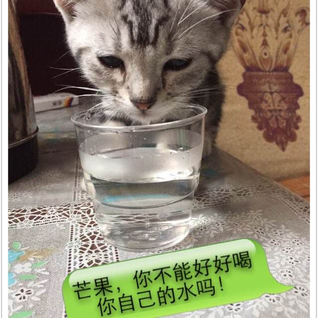 维洛纳美术学院硕士毕业证